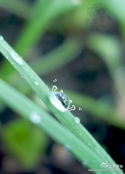最近一直在下雨,菜园里的小草上挂了很多小雨滴