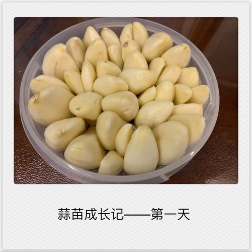 我与蒜苗的成长记