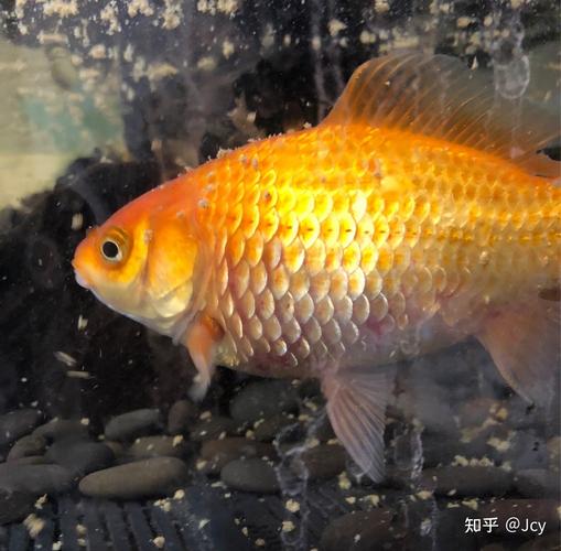 金鱼炸鳞,看了难受,是密集恐惧症吗?