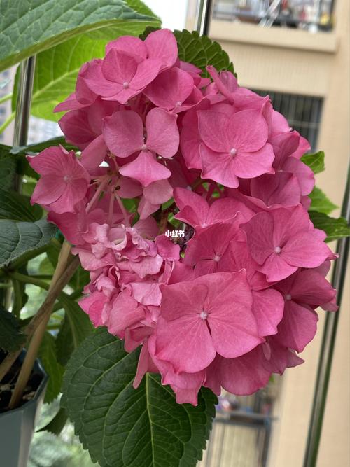 我的塞尔玛绣球为何这样?_鲜花_阳台_鲜花分享_家居家装_家居装饰