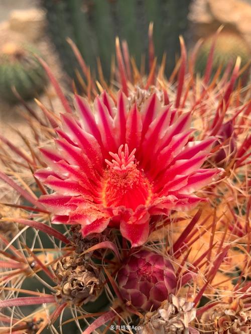 仙人球                  神仙玉开花图