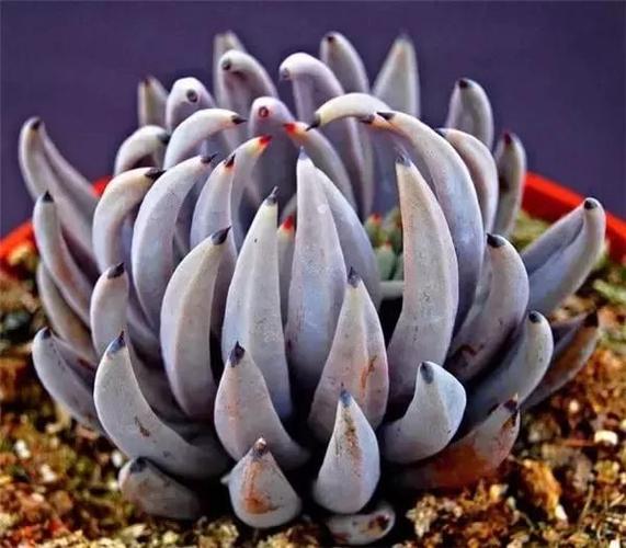 冰魄玉露被推崇得令人猝不及防,出锦后更是稀有万分,这价格大概也只有