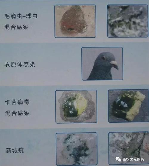 信鸽的粪便颜色和其它症状,综合分析判定出信鸽患的是哪一种肠道疾病