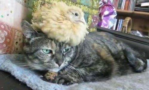 都说猫爱捉鸡,但是这只猫却被小鸡骑上头