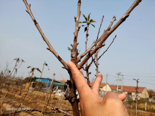 你种的樱桃树花芽好孬你知道吗