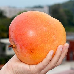 进口澳芒大芒果新鲜特大水果净重8斤当季包邮奥越南海南澳洲芒果