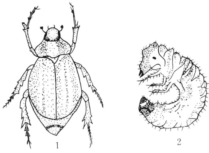 金龟子为害有什么特征?怎样防治?
