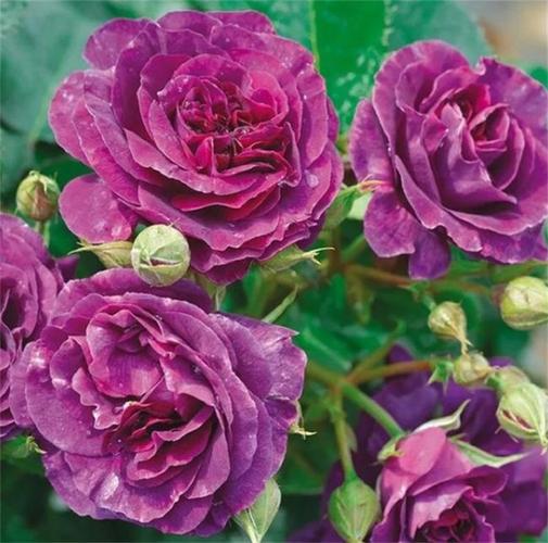 有30款大合集,总有1朵紫月季会