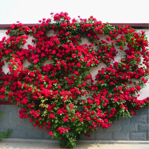 欧月龙沙宝石藤本月季花苗特大花蔷薇花苗爬藤大苗浓香型四季开花