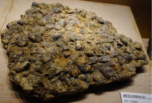 大学生在利川发现306枚腕足动物化石,填补一项世界空白!