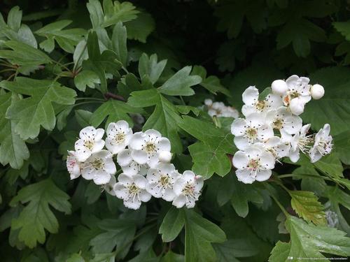 山楂在英国又叫五月树,may-tree,是英国唯一一种以花期为名的植物.