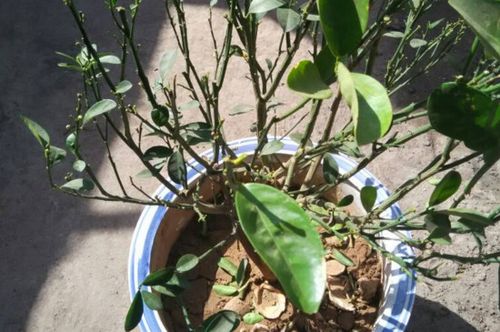 盆栽橘子树怎么修剪,不同生长期的四种修剪方法