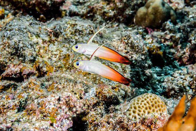 海洋鱼类多斑斓|西沙群岛|南沙群岛|东沙群岛|珊瑚礁