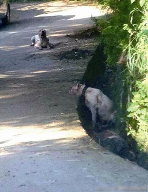 这是今年以来,遵义中心城区发生的第二起恶犬致人死亡事件.