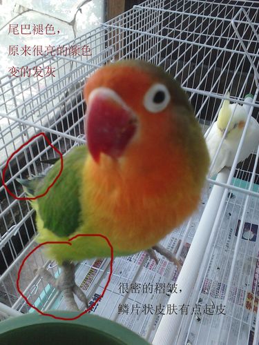 牡丹鹦鹉怎么了?它有多大?急!急!