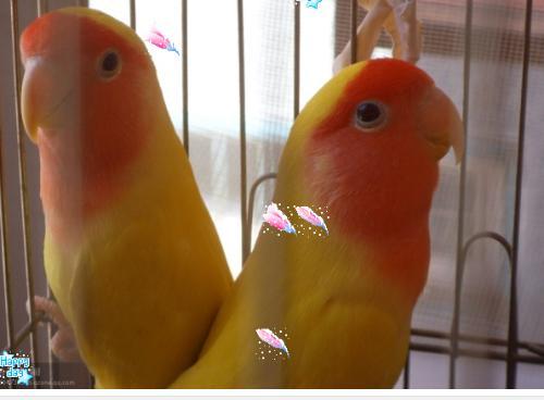 红牡丹鹦鹉有如下现象请问是一对吗