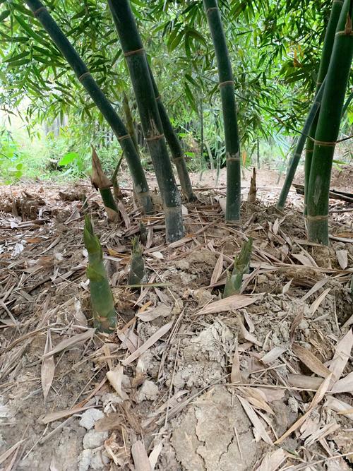 哇这么竹笋出土