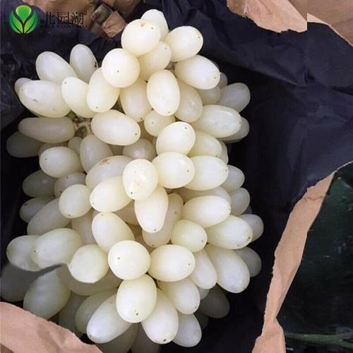 种 马奶提子无核奶油葡萄 白牛奶葡萄苗南方北方种植当年结果阳台庭院