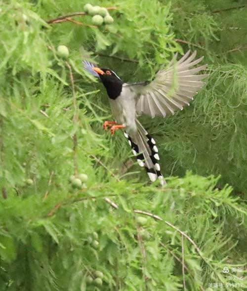 其它 红嘴蓝鹊美 写美篇          红嘴蓝鹊能发出多种不同的嘈吵叫声