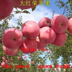 果树苗直销 大红荣苹果 苹果树苗嫁接苗 庭院盆栽地栽当年结果
