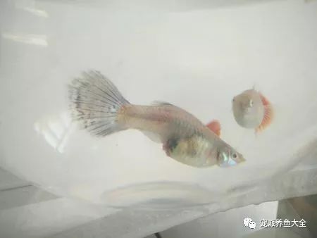 五招判断母孔雀鱼的分娩时间,简单准确,太厉害了!