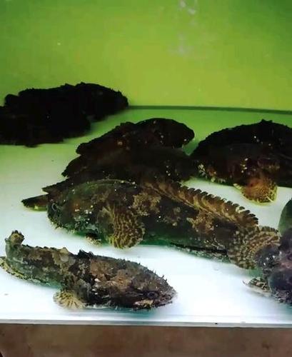 13～14cm淡水狮子鱼!猛张飞!络腮胡子～哈哈!vx:186221223