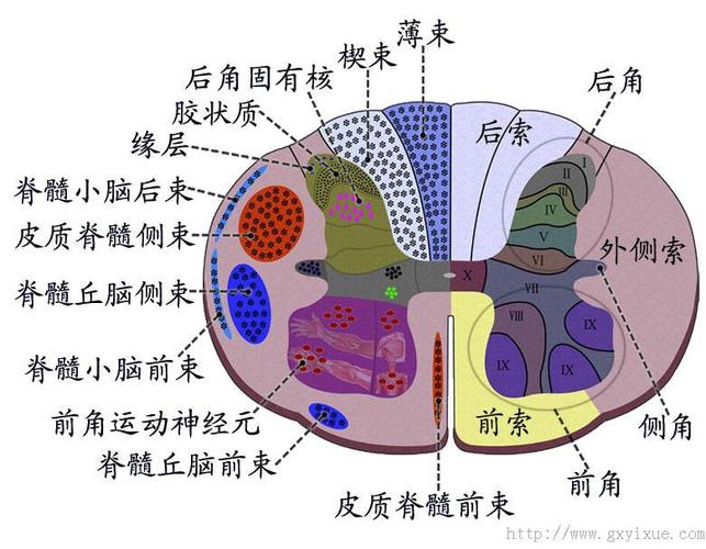脊髓- 解剖生理学网络多媒体课程
