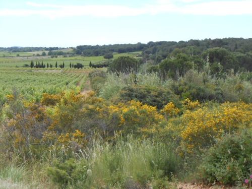 garrigue heath land