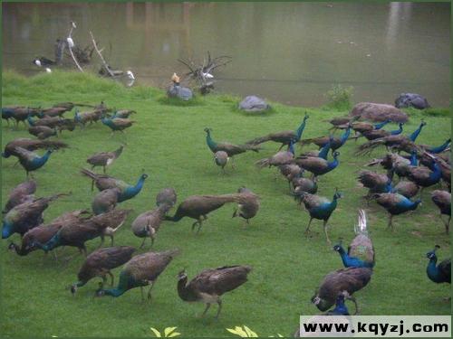 秦皇岛孔雀养殖基地