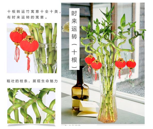 转运竹水培植物办公室转运珠盆栽 专车配送