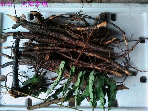 云实根老虎刺尖根到钩刺根黄牛刺 阎王刺根野生新鲜中草药材500克