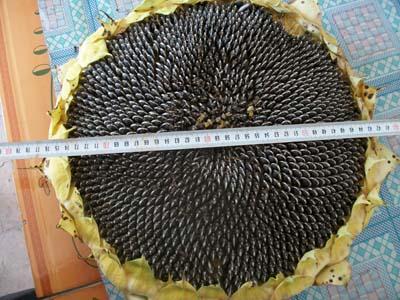 葵花籽是大头还是小头长在盘上