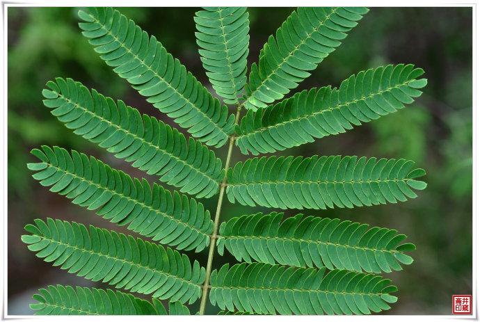 近看合欢树的花与叶