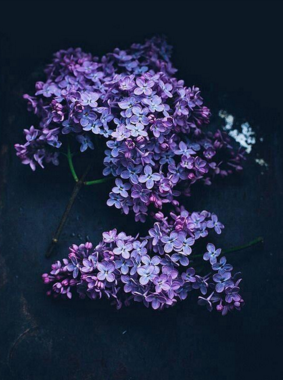 丁香花 