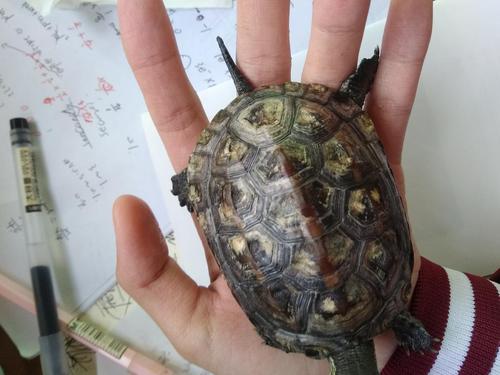 是水碱还是真菌呢 伤口愈合得怎么样