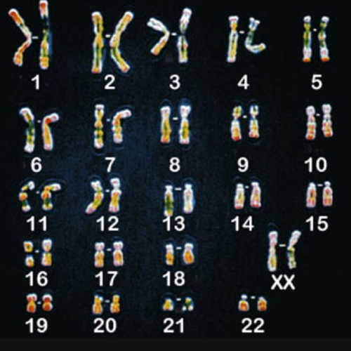 人体23对染色体
