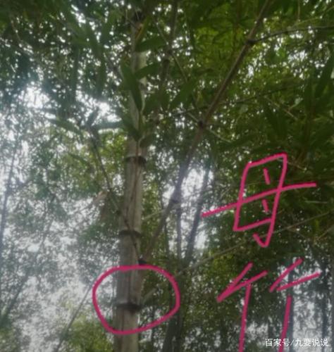 母竹,很好区别,看竹子第一根技是单技的就是公竹,公竹你怎么挖都挖不