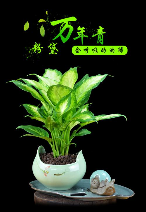 热卖万年青植物银皇后盆栽青瓷室内办公盆景四季常青冬天去除甲醛绿植