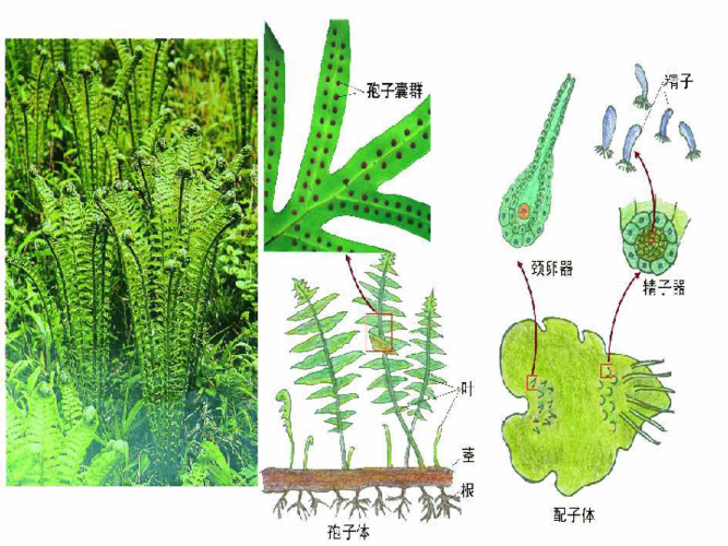 普通植物学课件之植物形态学部分(二)营养器官