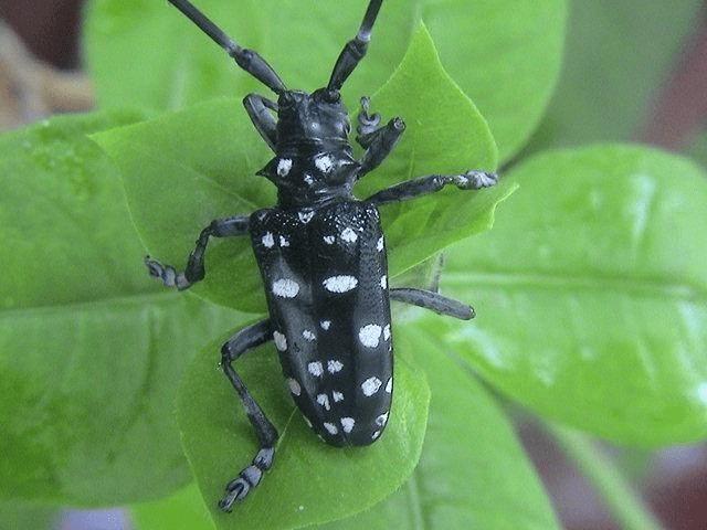 这些天牛不仅可以抓来当宠物玩,且还可以炸着吃!