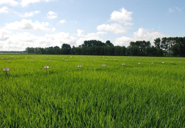 壁纸 草原 成片种植 风景 植物 种植基地 桌面 640_445