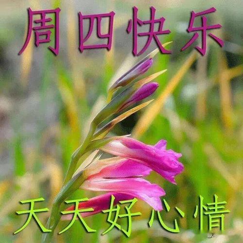 藏头小诗/早安周四快乐