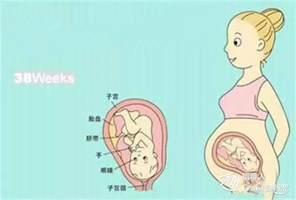         怀孕时,子宫壁也会变得