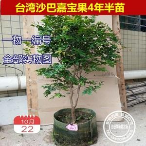 嘉宝果树苗台湾沙巴嘉宝果苗树葡萄果树苗一年春秋两季开花结果