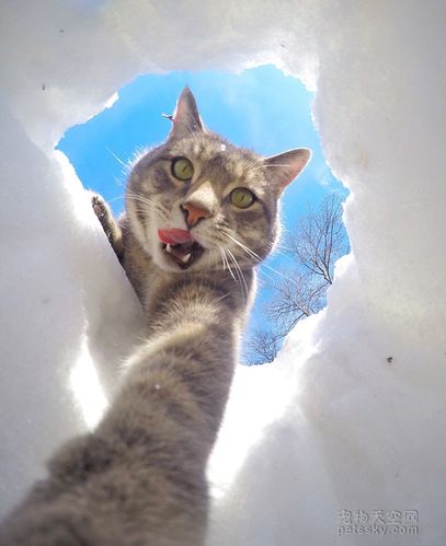 猫咪也玩起了自拍拍出来的照片还挺不错