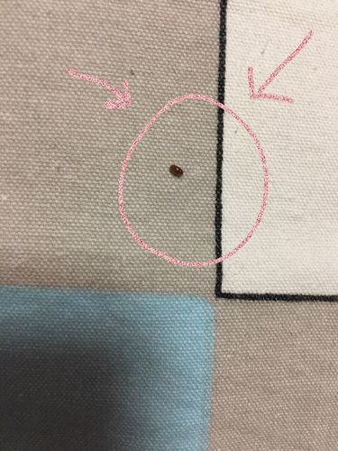 家里为什么会出现烟草甲,好多,而且只有我的卧室有,真