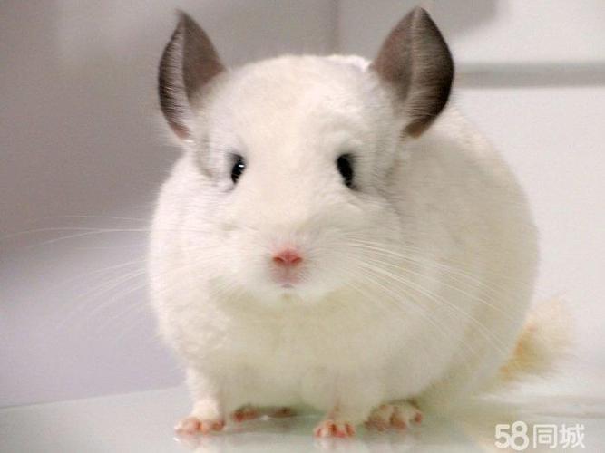 请看最后一张  哈尔滨金老猫家龙猫全部特价,各种颜色齐全,批发零售