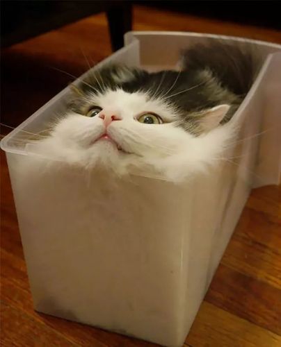 另一盒猫这次是一盒猫另一杯猫一杯猫还可以更懒一点吗?