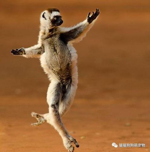 跳舞的动物们有没有让你为之倾倒