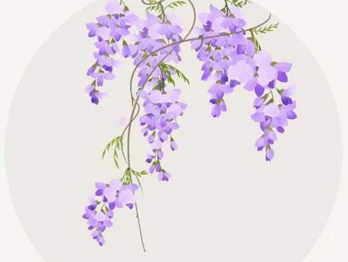 紫藤美图,视频征集!记录并分享这个春天的限定美景